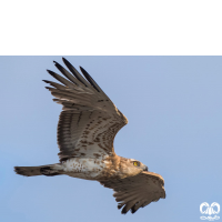 گونه عقاب مارخور Short-toed Eagle